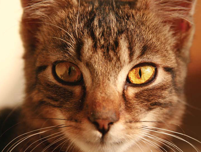 Cat’s Eyes Feline Wellness Online