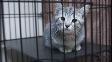 Adopt-a-Cat