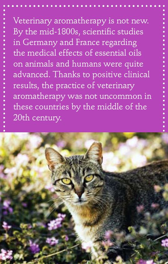 Aromatherapy for Cats Feline Wellness Online