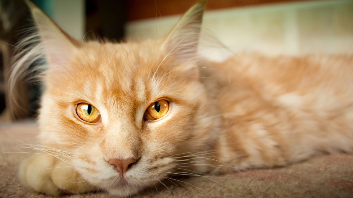 natural solutions for arthritic cats