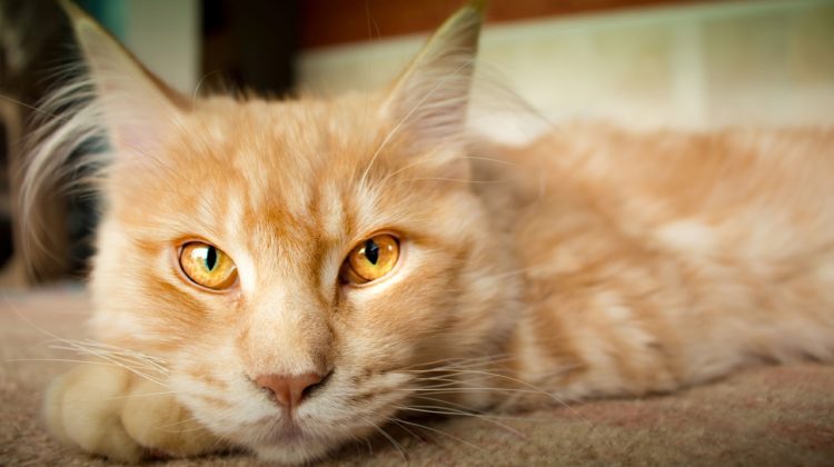 natural solutions for arthritic cats