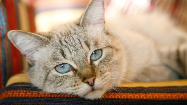 hyperthyroidism in cats