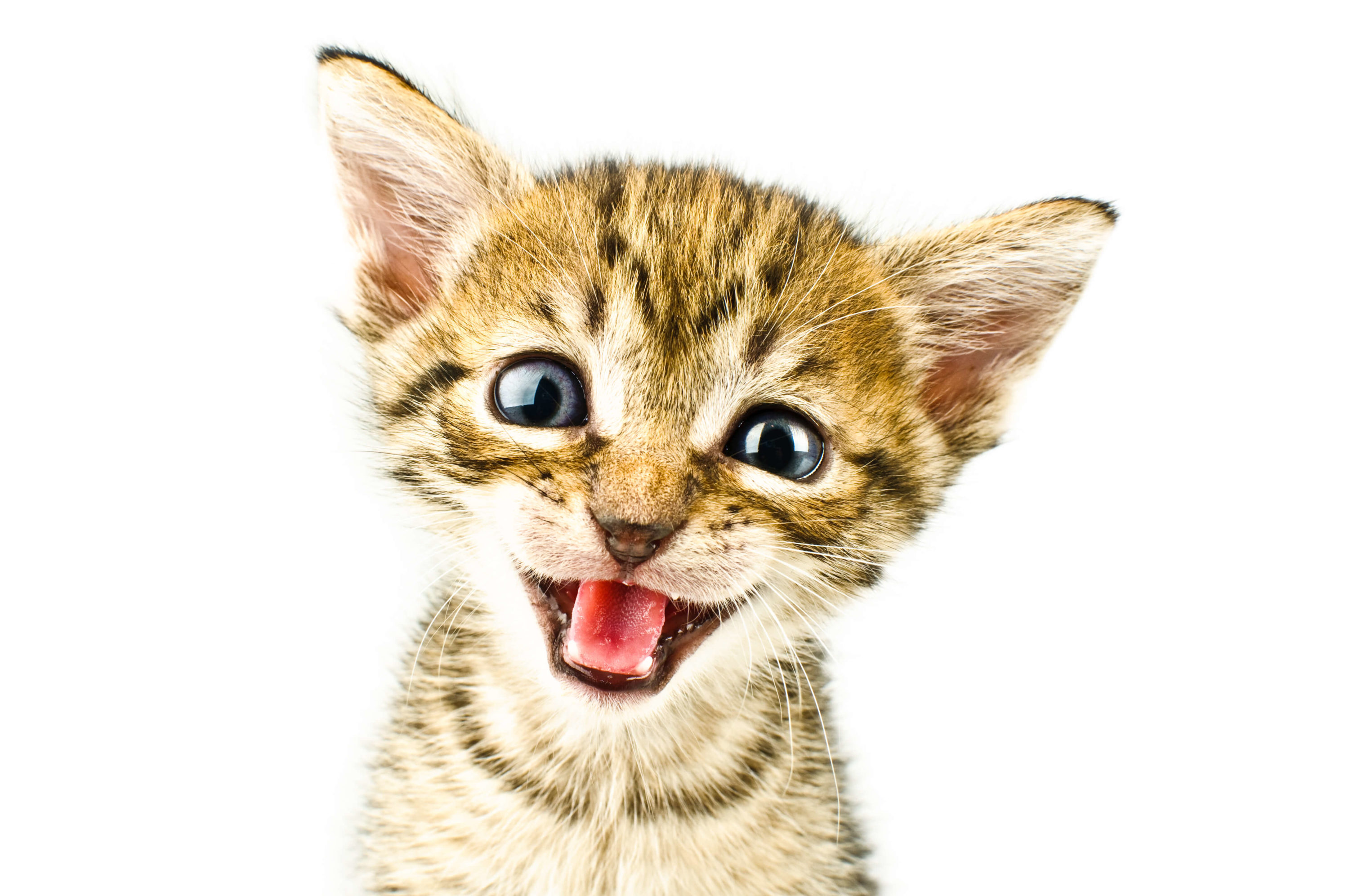 Adopting a kitten into a senior cat household - Feline Wellness Online