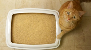 Litter box care made simple