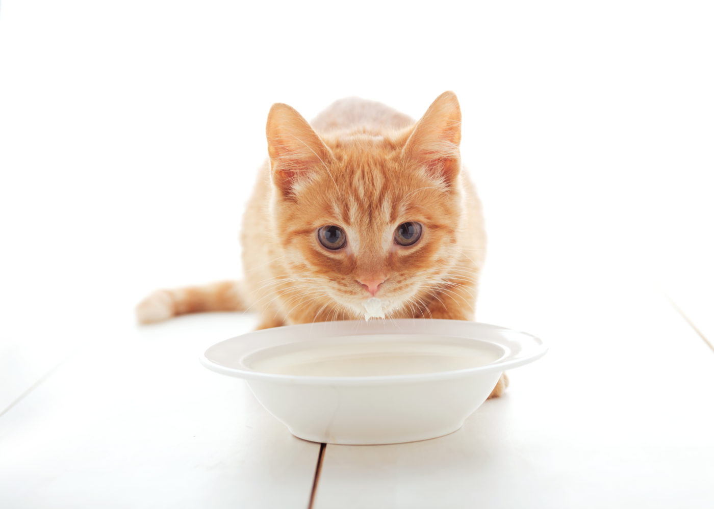 Why Cats Shouldn T Drink Milk Feline Wellness Online