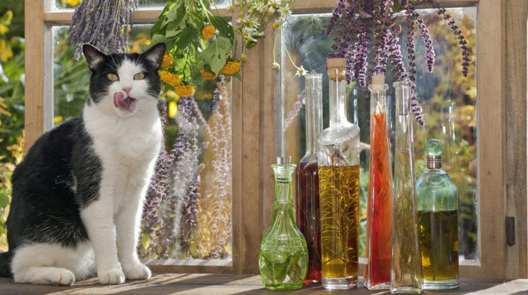 6 flower essences for stressed cats