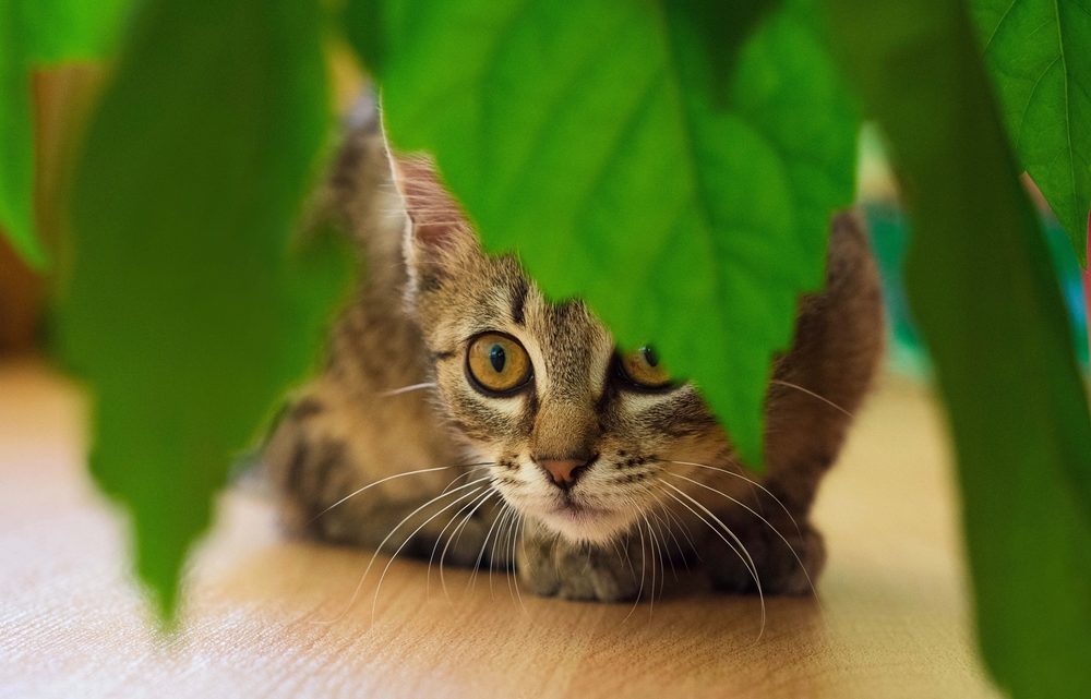 8 houseplants that are safe for cats