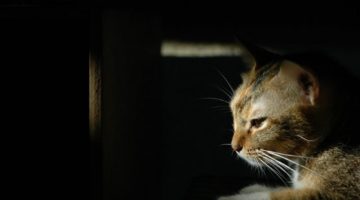 Pandora Syndrome in cats