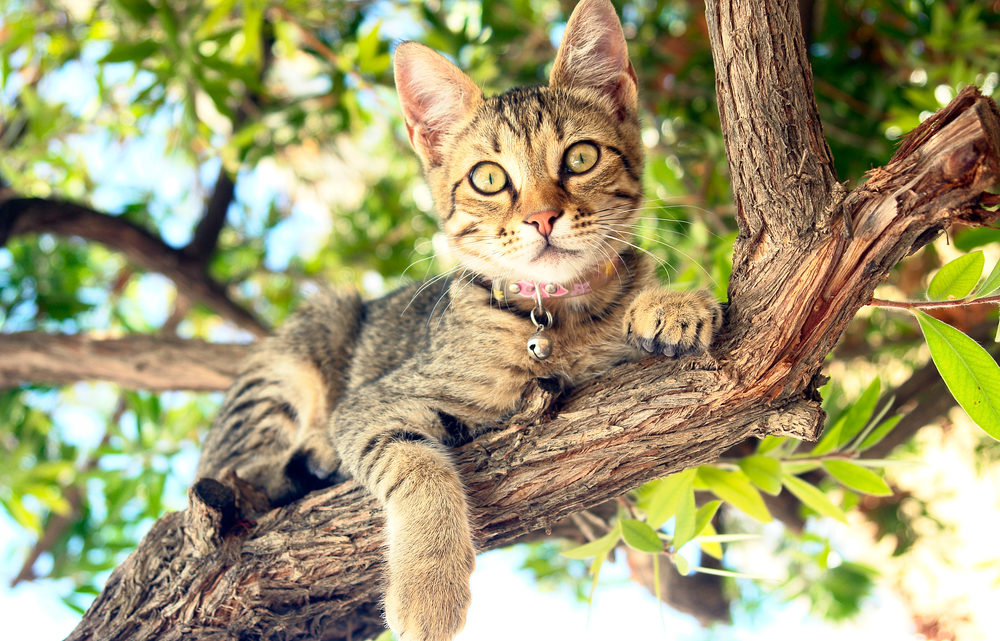 Tips for a cat-friendly summer