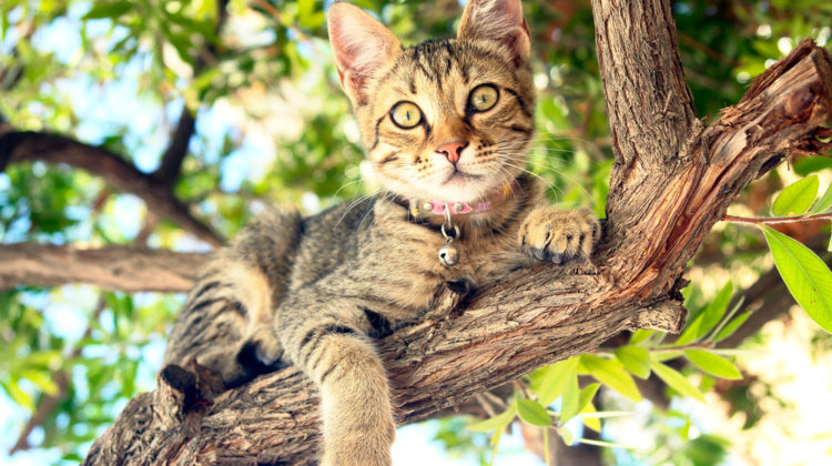 Tips for a cat-friendly summer