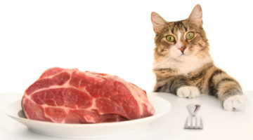 why cats can't be vegetarian
