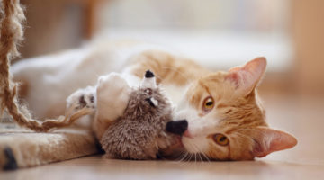 Choosing the right cat toys