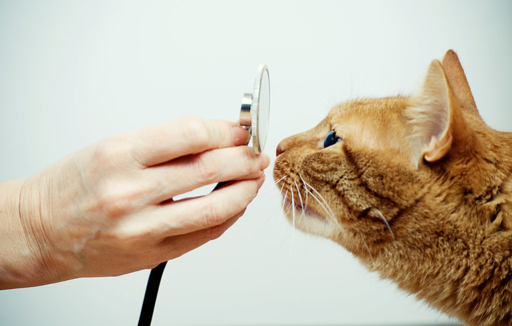 health insurance for your cat