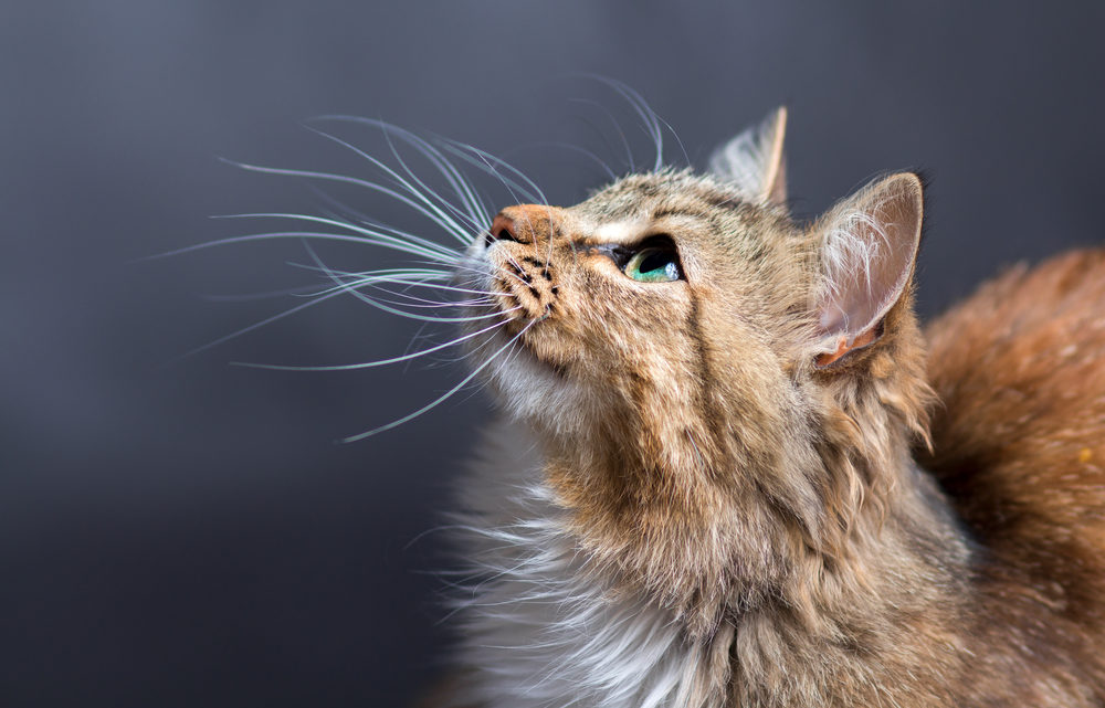 whisker stress in cats