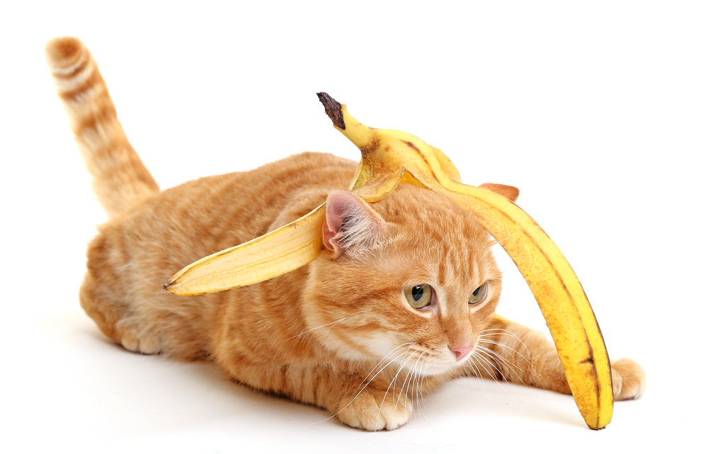 Fruits and veggies you can share with your cat