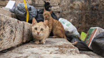 How you can help lessen the impact of kitten season