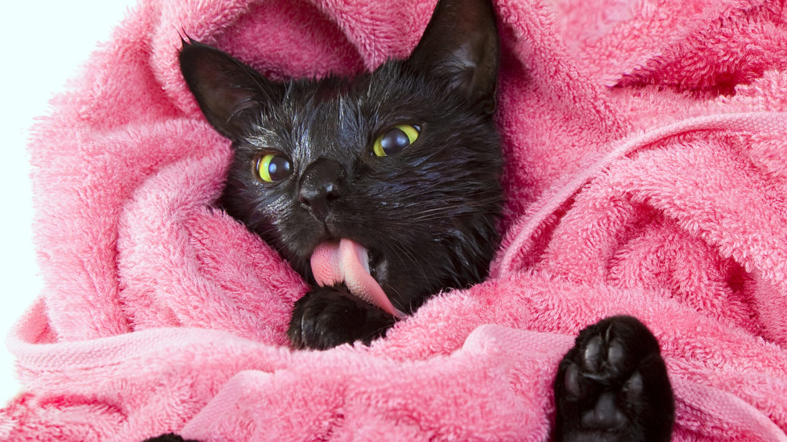 Take the stress out of bathing your cat