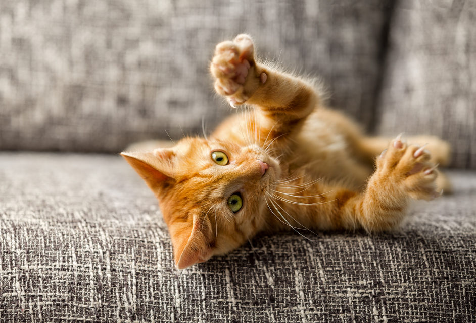 The declawing ban – its time has come!