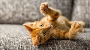 The declawing ban – its time has come!
