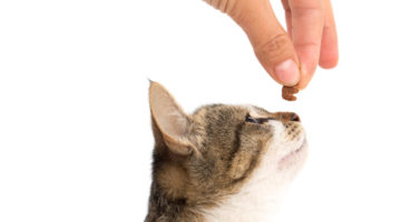 treats for your cats teeth