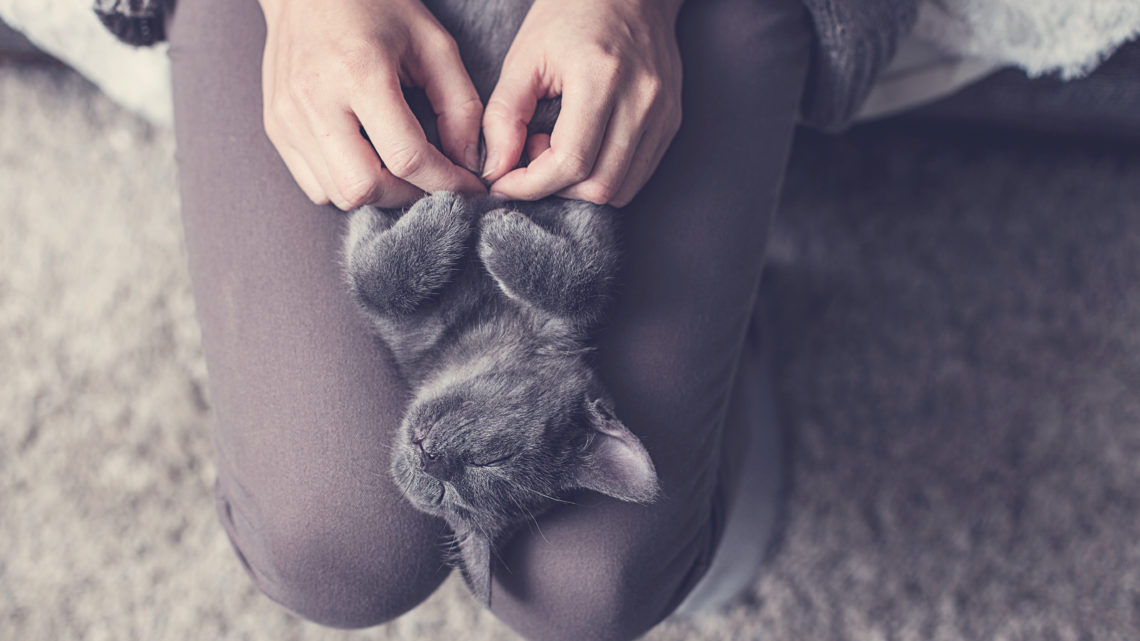 6 steps to mastering “cat-mindfulness”