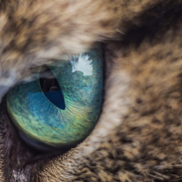 Keep your kitty’s eyes healthy