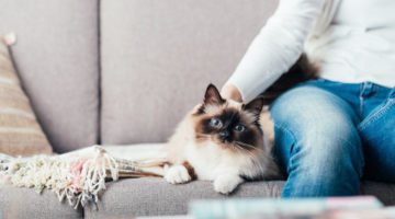 How to make your living space more cat-friendly