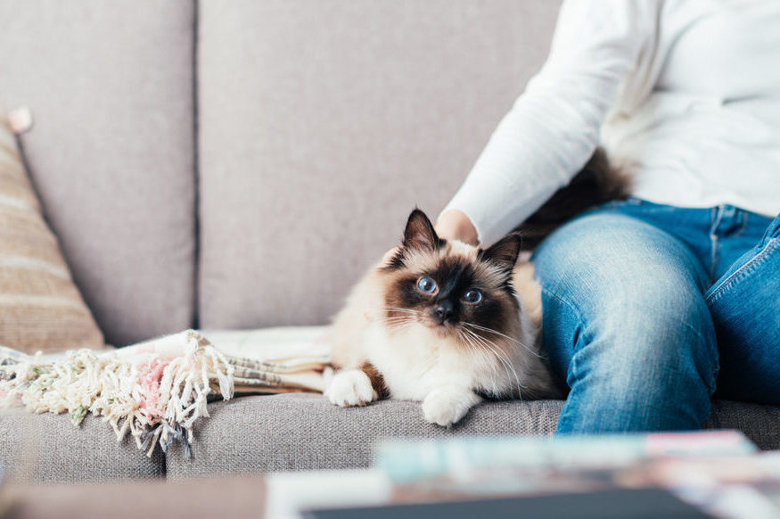 How to make your living space more cat-friendly
