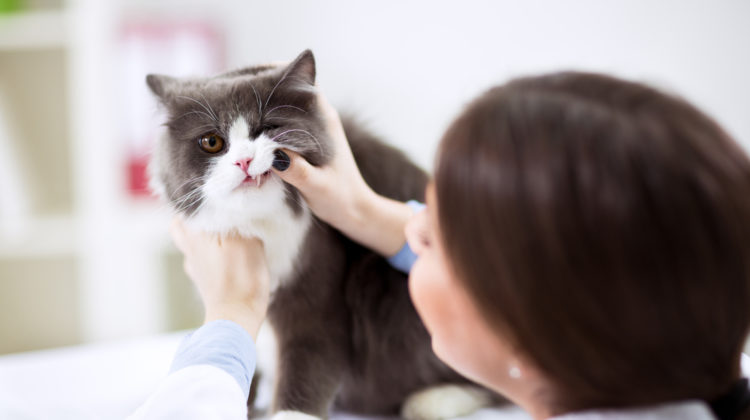 Brush-free dental care for cats