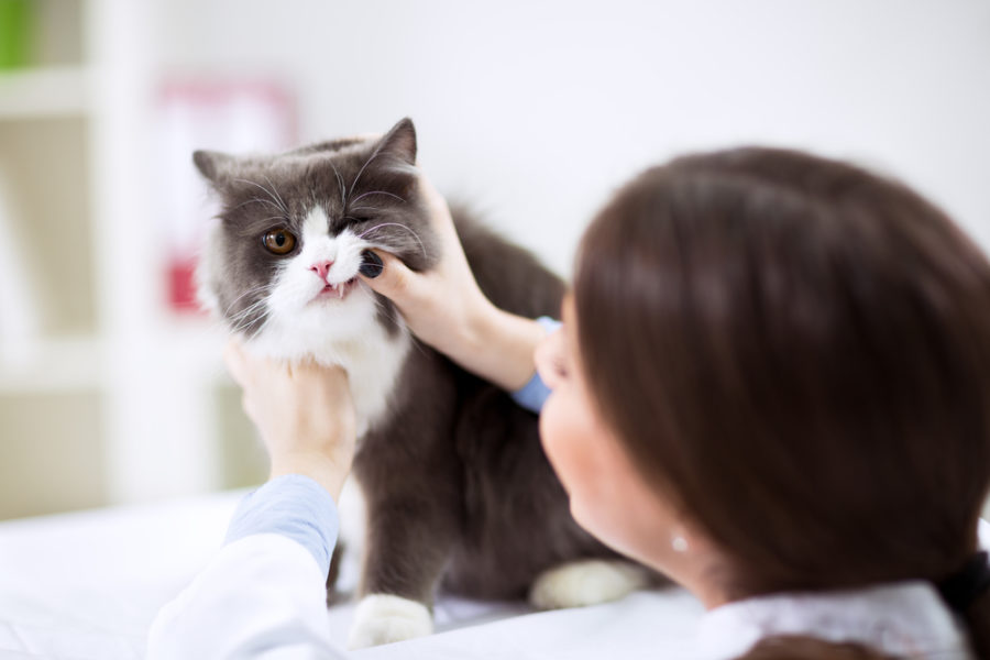 Brushfree dental care for cats Feline Wellness Online