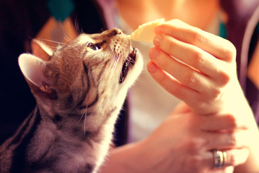 Foods that make great cat treats