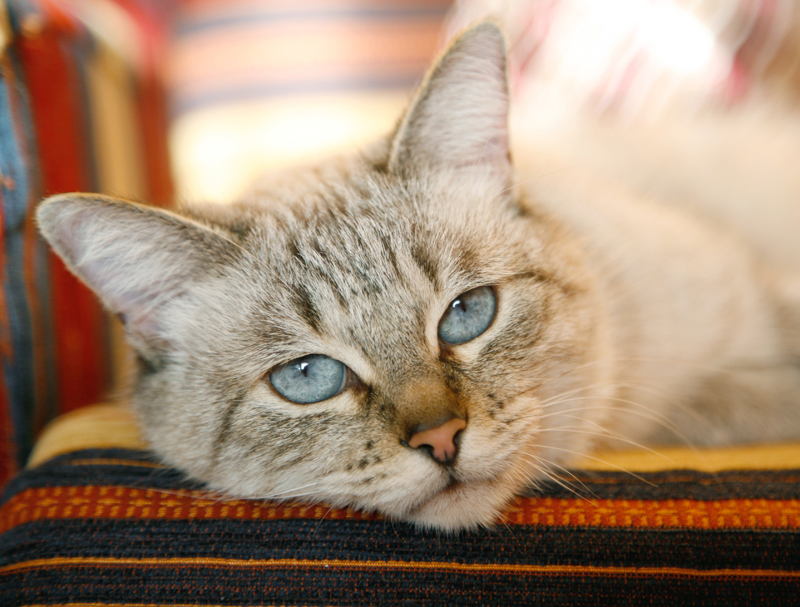Kidney Failure in Cats - Feline Wellness Online