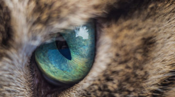 Keep your kitty’s eyes healthy