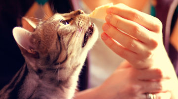 Foods that make great cat treats